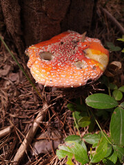 Wall Mural - Vertical shot of a toadstool mushroom on the forest ground