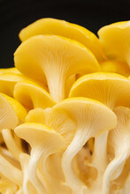 Oyster Mushrooms Detail