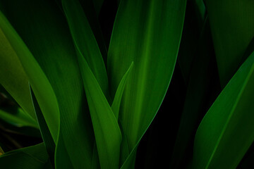 Fotomurali - abstract green leaf texture, dark foliage nature background, tropical leaf