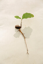 Sprouting Acorn With Leaf 