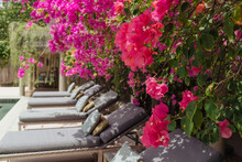 Blooming Bougainvillea  By The Pool