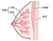 乳腺の構造のイラスト　説明付