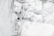 The best portrait of an Arctic wolf