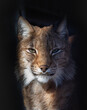 The best portrait of a forest lynx
