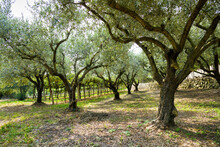 Olive Trees With Foliage On Grassy Ground In Forest