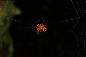 A tiny red spider in its web from West Papua, Indonesia.