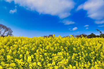 Nagasakibana rape flower field