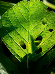 Wall Mural - Insect Bites The Bastard Teak Leaf with Holes