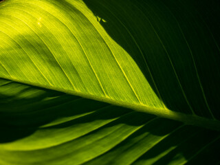 Wall Mural - Abstract of The Stripes Crystal Anthurium Leaf