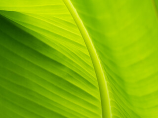 Wall Mural - Blurred of Curve of Banana Leaf with Stripes