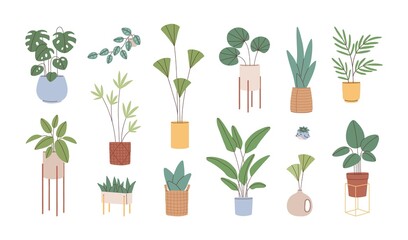 Wall Mural - Potted house plants set. Leaf houseplants growing in flowerpots, planters and vases. Modern home interior natural decor. Foliage decoration. Flat vector illustration isolated on white background