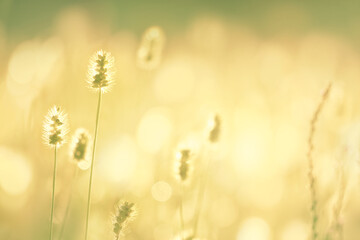 Poster - vintage wild flowers and plants on nature with bokeh