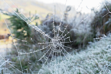 spider