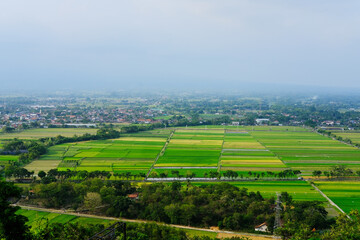 Bird eye view of rice fields in Prambanan, Indonesia