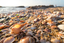 Close-up Image Of Seashells, Wide Angle, Blurred Beach And Sky In The Background