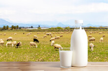 Sheep Milk In Bottle And Glass On Foreground, Shepps Feedin Themselves On Background. 