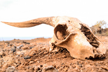 Poster - Closeup shot of an animal skull in the sand during the day