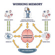 Working memory and conscious awareness, outline diagram vector illustration. Sensory input stage followed by processes of the brain and storing information in long term memory. Cognitive science study