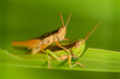 The small swamp grasshopper (Stethophyma grossum), an endangered species of insect unique to wet meadows and marshes