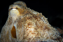 Octopus In The Mediterranean Sea In The French Rivierra