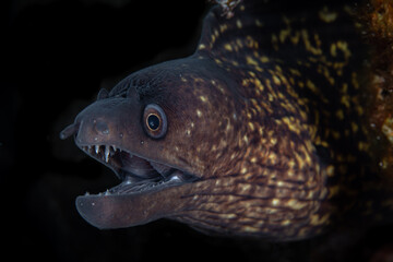 Wall Mural - Moray eel showing off its sharp teeth