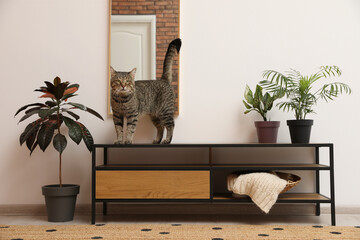 Wall Mural - Cute tabby cat on shelving unit indoors