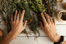 Bunch Of Dried Medicinal Herbs In Women's Hands, Collecting Medicinal Herbs.