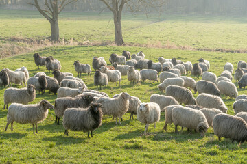 sheep in the field