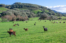 Free Grazing Goats On A Green Hill Meadow On A Sunny Day