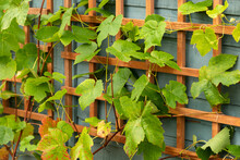 Young Grape Vines On A Wooden Trellis Structure In Garden