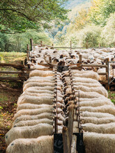 Herd Of Sheep Waiting To Get Markings On Wool Feeding In Farm
