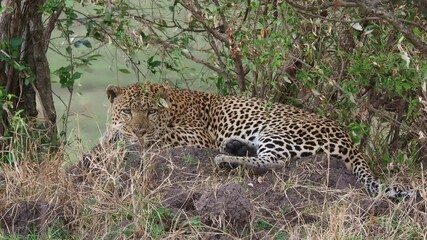 Wall Mural - Leopard - Panthera pardus, footage of big spotted yellow cat in Africa, genus Panthera cat family Felidae, resting or sleeping and lying male on the small hill in the green bush in Masai Mara Kenya