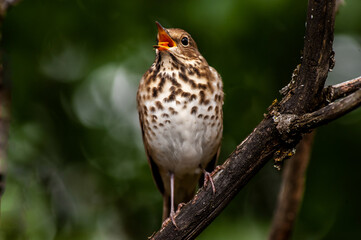 Hermit Thrush (Catharus guttatus) singing to protect his territory.