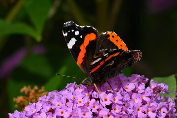 Poster - Admiral // Red admiral (Vanessa atalanta) auf Fliederblüte