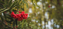 Rowan On A Branch. Red Rowan. Rowan Berries On A Rowan Tree. Autumn. Baner, Add Text