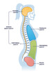 © VectorMine - Dorsal and other body cavities cross section, outline illustration diagram. Cranial brain cavity connected with vertebral spine cavity. Also thoracic and pelvic cavities scheme. Educational poster.