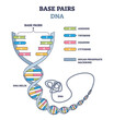 Base pairs of the DNA molecule chains, vector illustration outline diagram. Illustrated DNA helix spiral model. Genetic instructions for the functioning, growth and reproduction of all known organisms