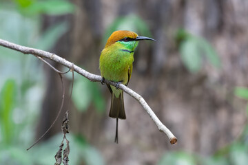 Wall Mural - bee eater bird