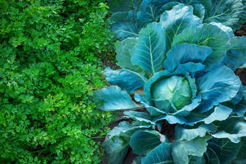 Wall Mural - Fresh organic vegetables cabbage and parsley. Green plants background