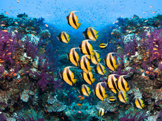 Wall Mural - Underwater photo of cotal reef and school of  Bannerfish. 