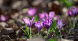 Fototapeta Kwiaty - Crocus Purple  flower growth.