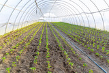 Fototapeta  - Pepper is planted in rows in a large greenhouse. Growing vegetables.