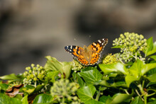 Painted Lady (Vanessa Cardui) Butterfly Perched On Ivy Hedge (hedera Helix) In Zurich, Switzerland