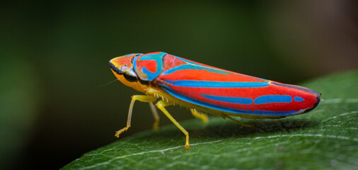 macro close up of a candy-striped leafhopper insect on a leaf