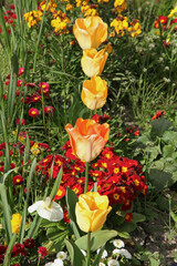 Wall Mural - tulipes jaune saumon et narcisses dans un massif