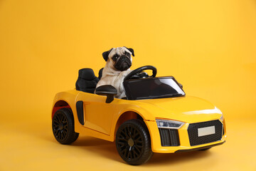 Adorable pug dog in toy car on yellow background