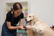 © New Africa - Professional groomer trimming claws of cute dog with clipper in pet beauty salon