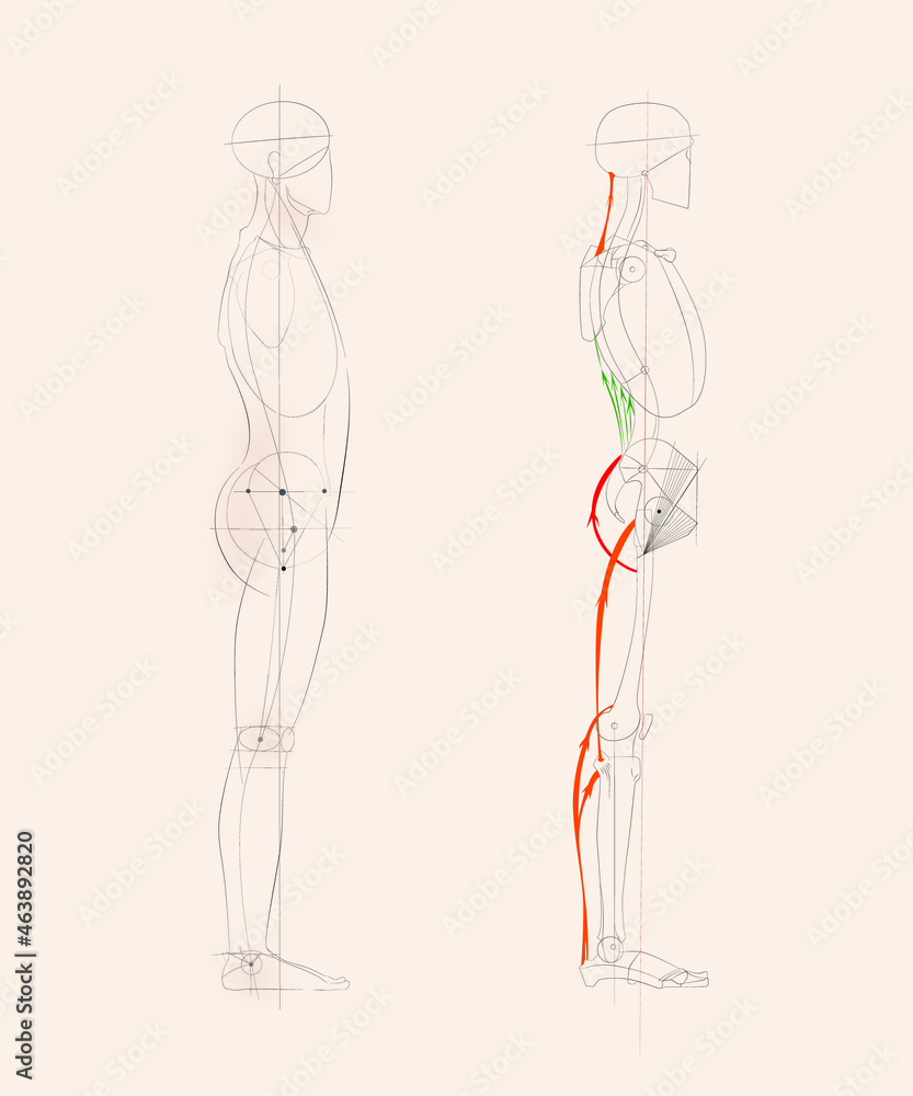 Human body artistic anatomy drawing side view Stock Vector | Adobe Stock