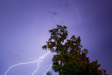 Wall Mural - autumn tree under the lightning sky