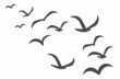 Silhouettes of groups of birds on white. Vector